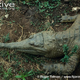 Illustration for article titled Sunday Crocodilian - Mecistops cataphractus Edition